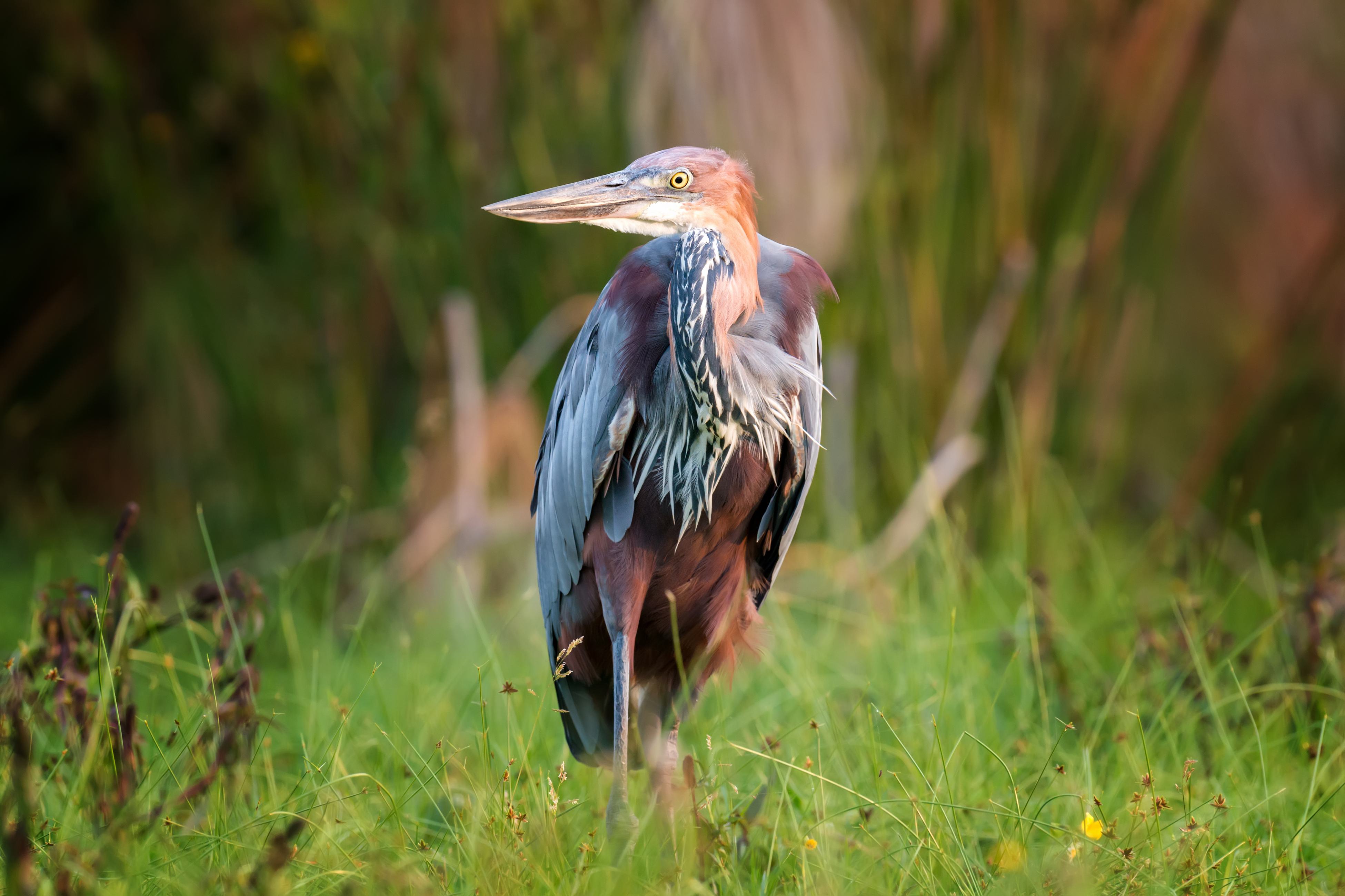 Bird watching in Yala