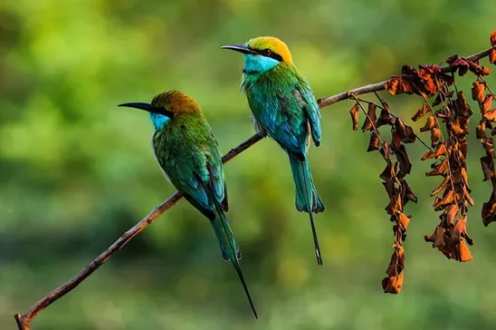 Wetland Bird Safari