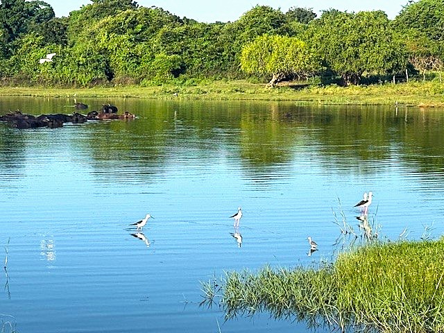 Guided bush walk in Yala wilderness